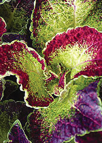 Coleus 'Florida City Yalaha' 